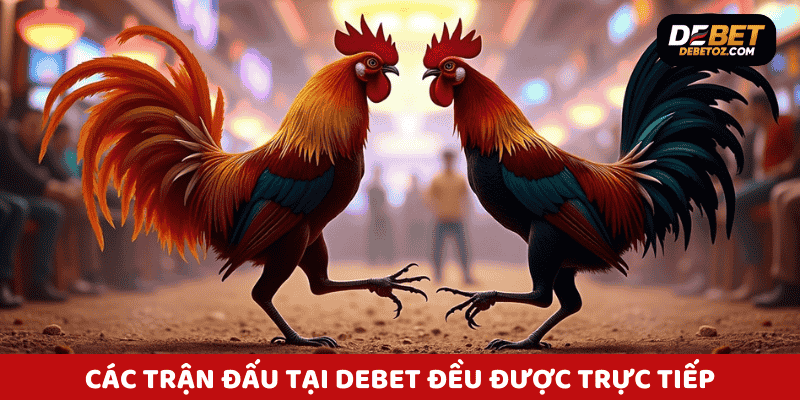 Trận đấu đá gà trực tiếp tại Debet được truyền hình từ trường gà Philippines